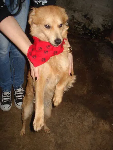Cachorro ra a SRD idade 2 anos nome Luquinhas