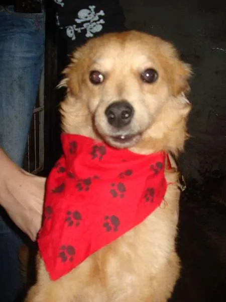 Cachorro ra a SRD idade 2 anos nome Luquinhas