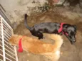 Luquinhas