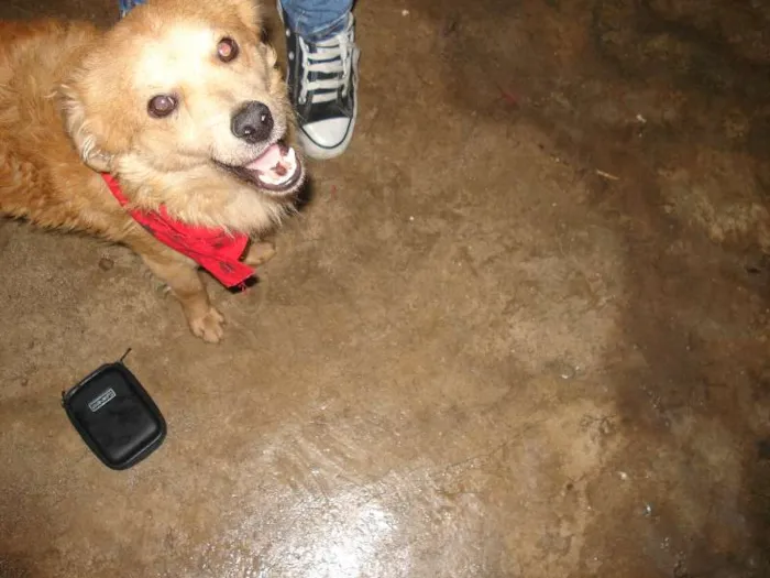 Cachorro ra a SRD idade 2 anos nome Luquinhas