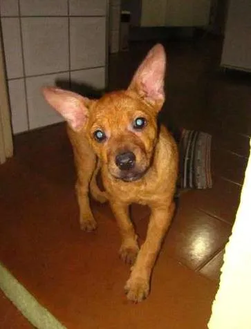 Cachorro ra a SRD idade 2 a 6 meses nome BRISA