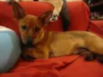 BRISA