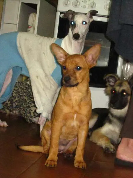 Cachorro ra a SRD idade 2 a 6 meses nome BRISA