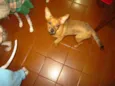 BRISA
