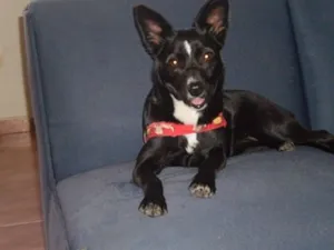 Cachorro raça SRD idade 3 anos nome VIVI