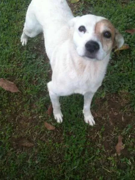 Cachorro ra a SRD idade 1 ano nome Leticia