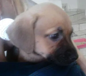 Cachorro raça SRD idade 2 a 6 meses nome JILL