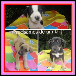 Cachorro raça indefinida idade Abaixo de 2 meses nome fêmeas