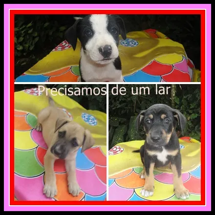 Cachorro raça indefinida idade Abaixo de 2 meses nome fêmeas