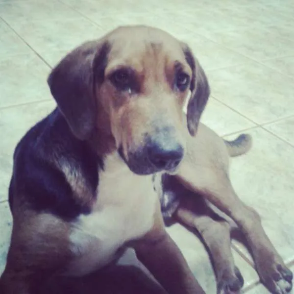 Cachorro ra a Beagle idade nome Nao sei