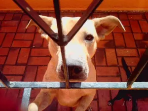 Cachorro raça SRD idade 1 ano nome Dragon