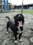 Junior
