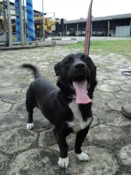 Cachorro ra a SRD idade 2 anos nome Junior