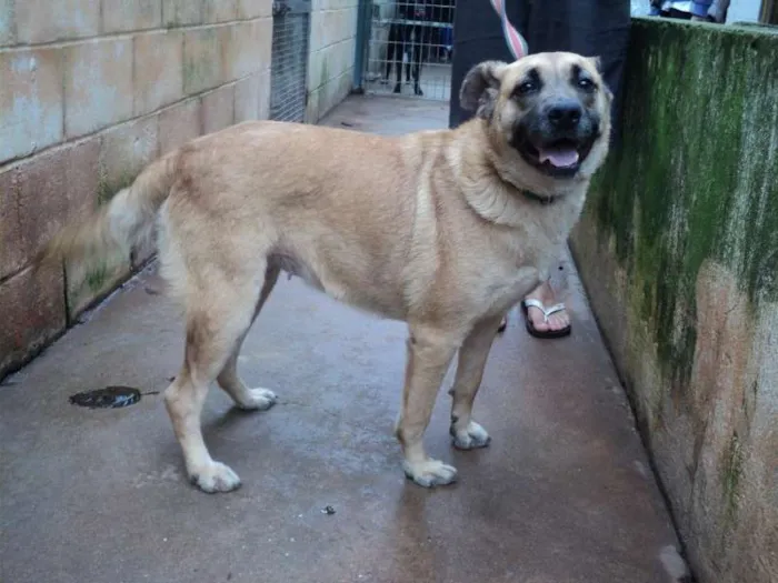 Cachorro ra a SRD idade 2 anos nome Shenna