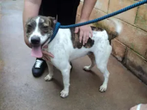 Cachorro raça SRD idade 1 ano nome Erika