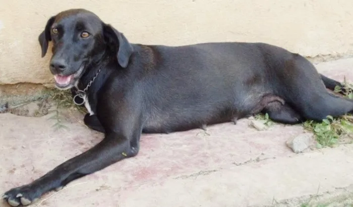 Cachorro ra a SRD idade 5 anos nome Vita