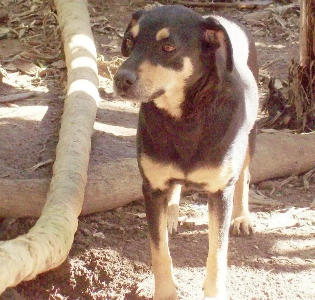 Cachorro ra a SRD idade 5 anos nome Hotte