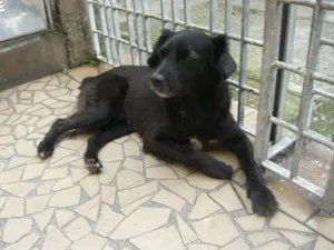 Cachorro raça SRD idade 1 ano nome Toquinho