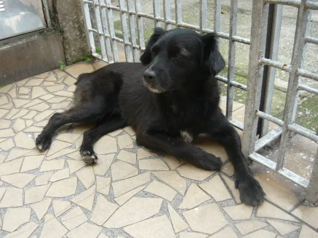 Cachorro ra a SRD idade 1 ano nome Toquinho