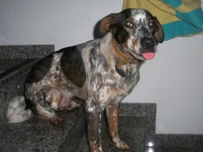 Cachorro raça SRD idade 1 ano nome Thor