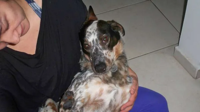 Cachorro raça SRD idade 1 ano nome Thor