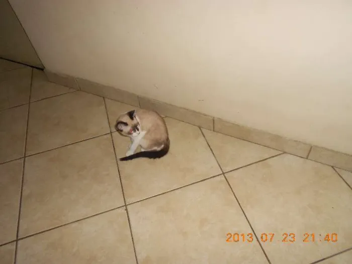 Gato raça sialata idade 2 a 6 meses nome manchinha