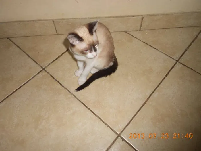 Gato raça sialata idade 2 a 6 meses nome manchinha