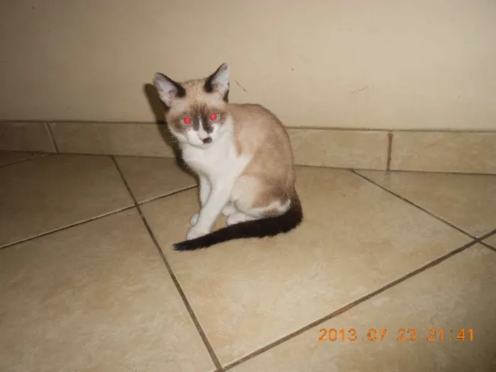 Gato raça sialata idade 2 a 6 meses nome manchinha