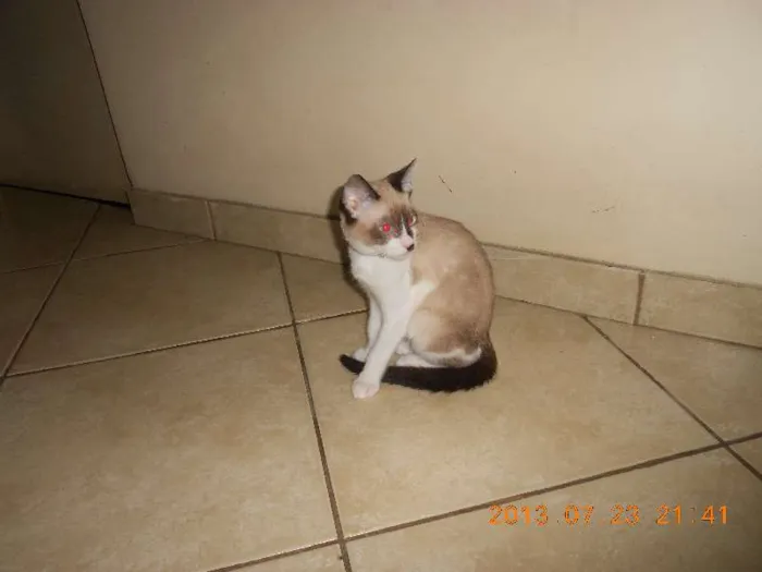 Gato raça sialata idade 2 a 6 meses nome manchinha