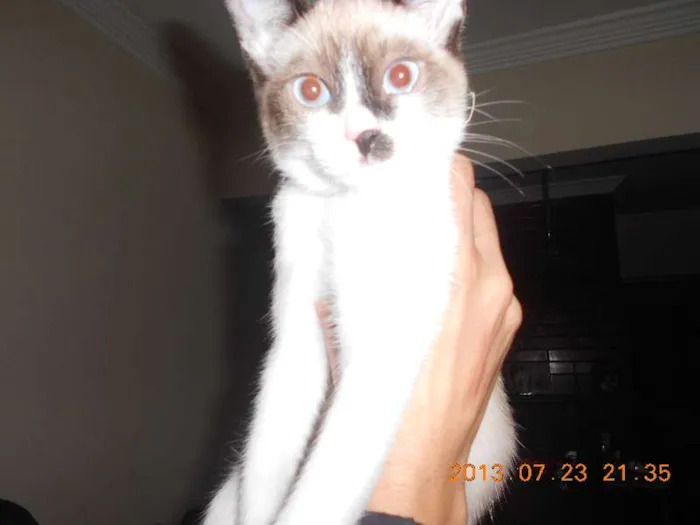 Gato raça sialata idade 2 a 6 meses nome manchinha