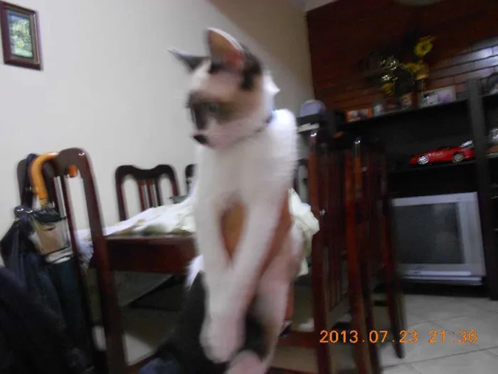 Gato raça sialata idade 2 a 6 meses nome manchinha