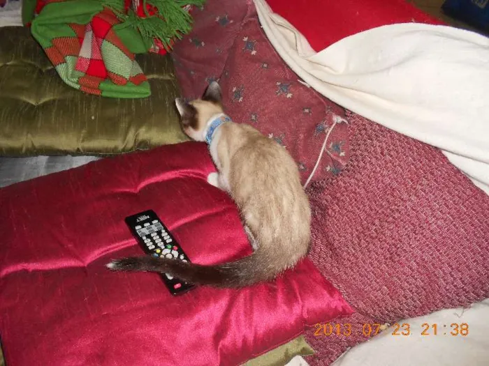 Gato raça sialata idade 2 a 6 meses nome manchinha