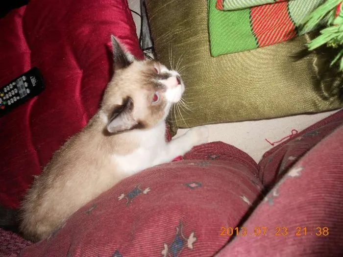 Gato raça sialata idade 2 a 6 meses nome manchinha