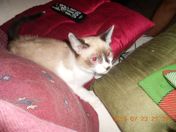 Gato raça sialata idade 2 a 6 meses nome manchinha