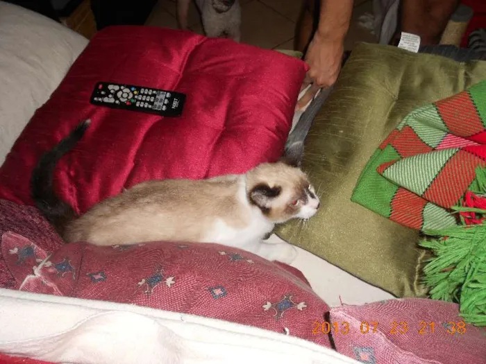 Gato raça sialata idade 2 a 6 meses nome manchinha