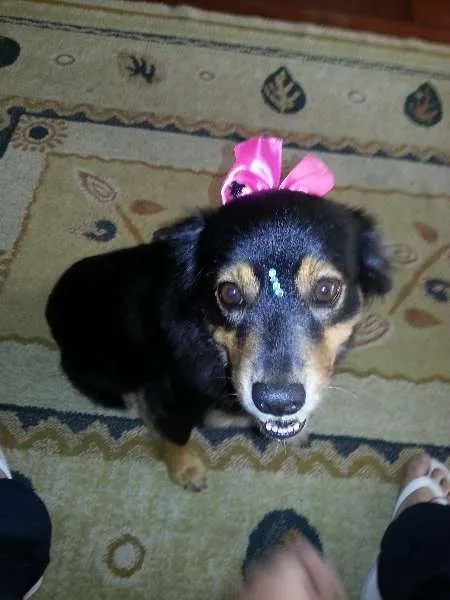Cachorro ra a Pastor Australiano idade 3 anos nome MORENA (LINDA, AMOR