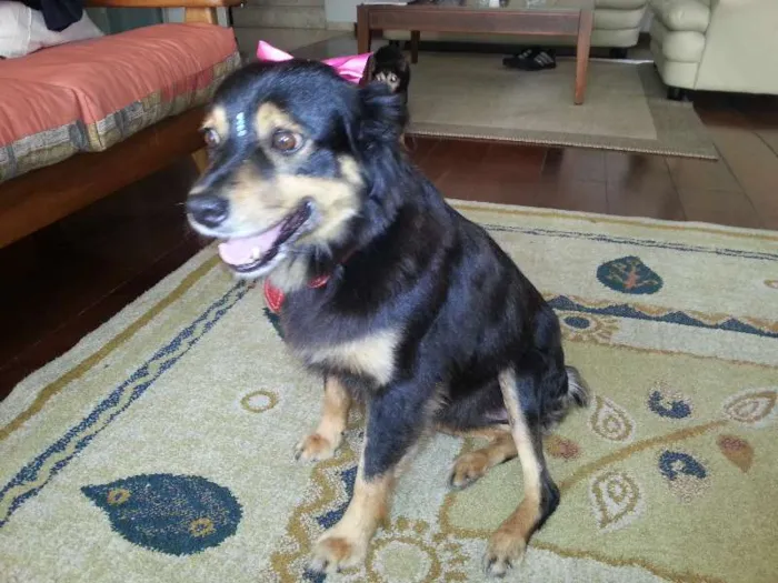 Cachorro ra a Pastor Australiano idade 3 anos nome MORENA (LINDA, AMOR