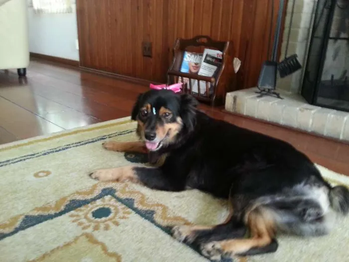 Cachorro ra a Pastor Australiano idade 3 anos nome MORENA (LINDA, AMOR