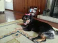 MORENA (LINDA, AMOR
