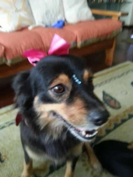 Cachorro ra a Pastor Australiano idade 3 anos nome MORENA (LINDA, AMOR