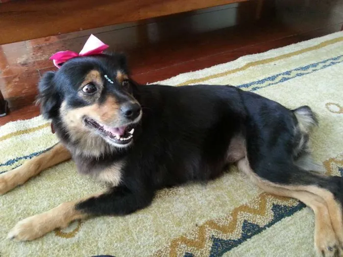 Cachorro ra a Pastor Australiano idade 3 anos nome MORENA (LINDA, AMOR