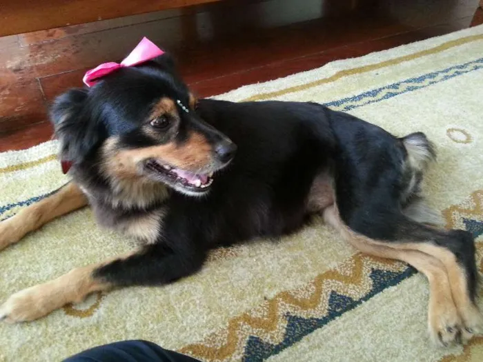 Cachorro ra a Pastor Australiano idade 3 anos nome MORENA (LINDA, AMOR