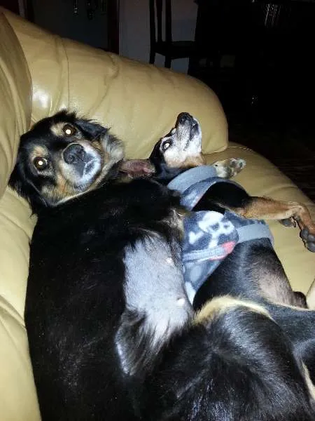 Cachorro ra a Pastor Australiano idade 3 anos nome MORENA (LINDA, AMOR