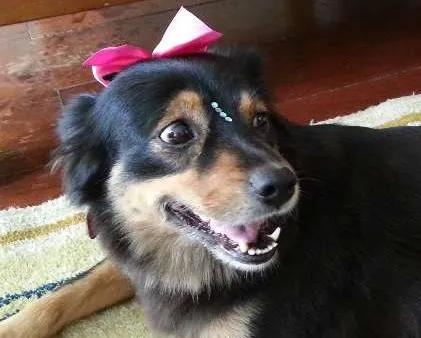 Cachorro ra a Pastor Australiano idade 3 anos nome MORENA (LINDA, AMOR