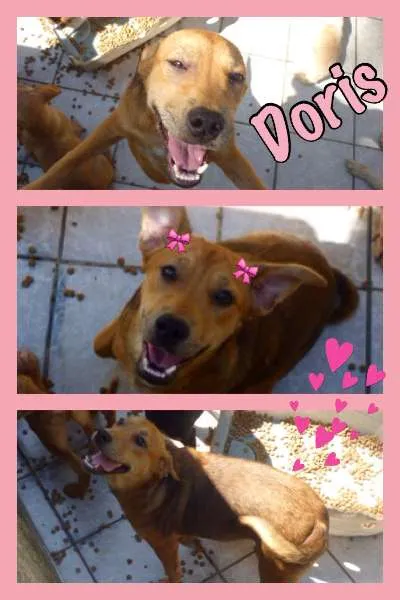 Cachorro ra a SRD idade 2 a 6 meses nome DÓRIS