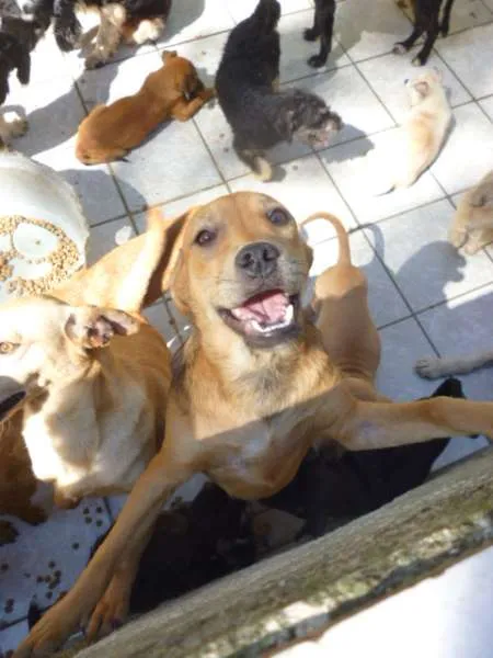 Cachorro ra a SRD idade 2 a 6 meses nome DÓRIS