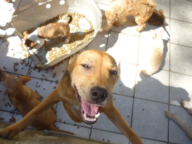 Cachorro ra a SRD idade 2 a 6 meses nome DÓRIS