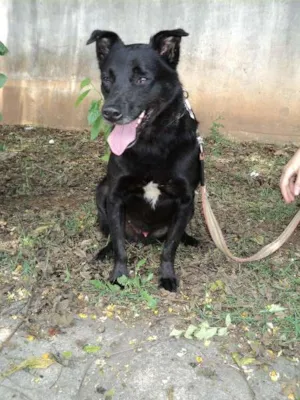 Cachorro raça SRD idade 4 anos nome Gigio