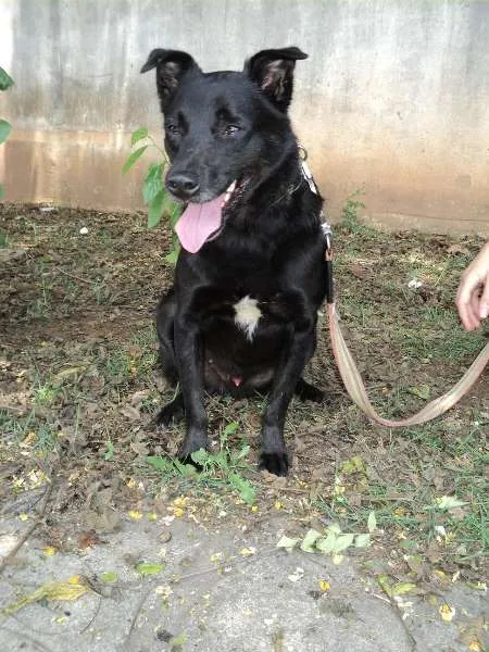 Cachorro ra a SRD idade 4 anos nome Gigio