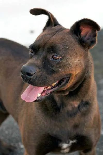 Cachorro raça mix boxer idade 4 anos nome Catito